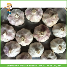 Grade A 5.5CM Fresh Red Garlic For Germany